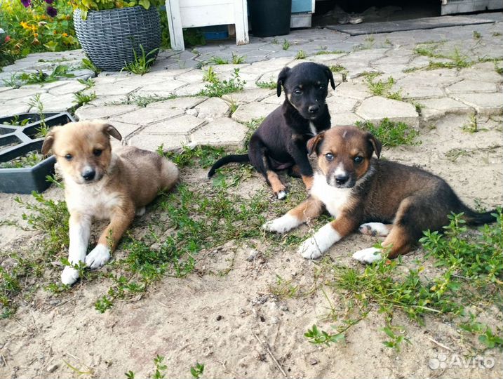 Щенки бесплатно в добрые руки