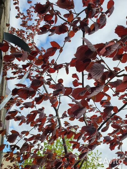 Саженцы Красной Лещины (орешник, фундук)