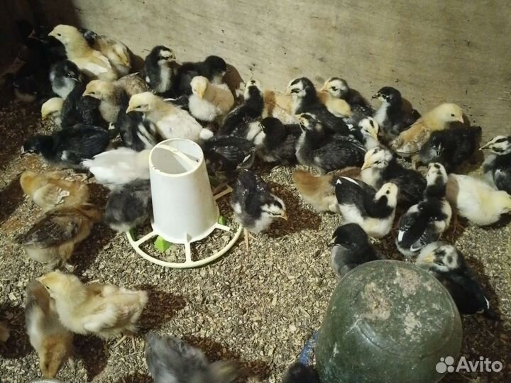 Цыплята суточные несушки