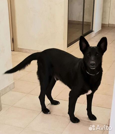 Собака в добрые руки