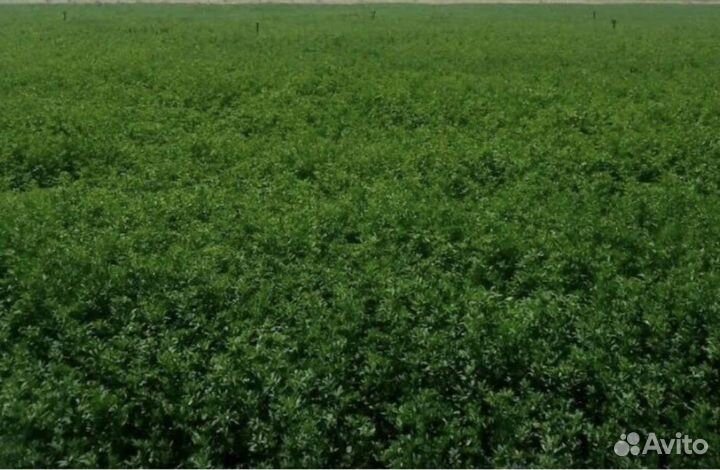 Люцерна в тюках