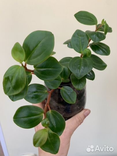 Пилея,гинура,коллизия,аихризон