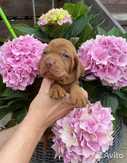 Венгерская выжла