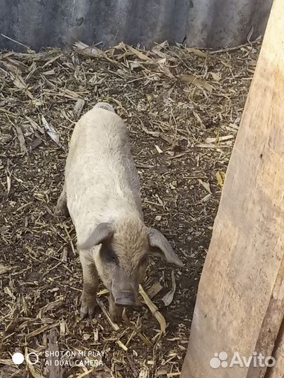 Поросята венгерской мангалицы