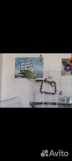 Ожереловый попугай самец