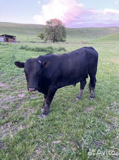 Быки на племя абердин