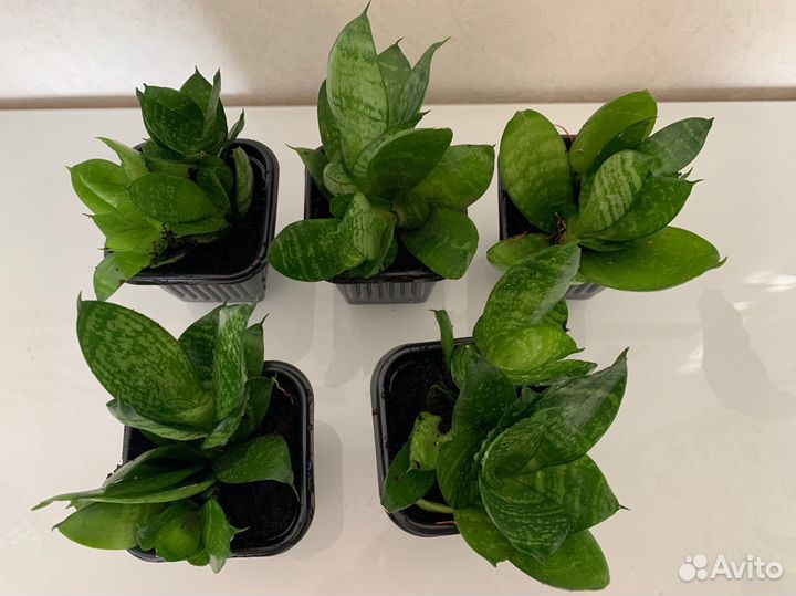 Сансевиерия