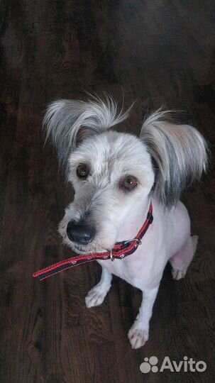 Маленькая средняя собака в добрые руки