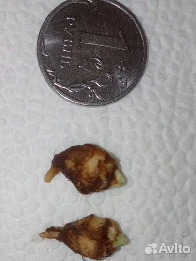 Алоказия клобучковая