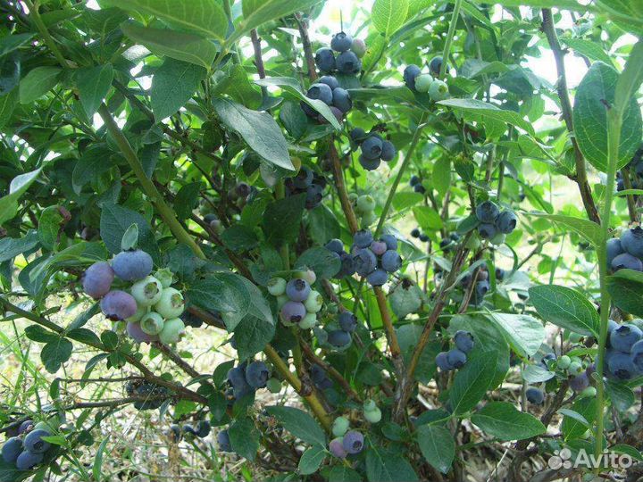 Многолетние садовые растения Астры, Канны, Юкка