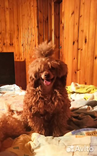 Той-пудель для вязки