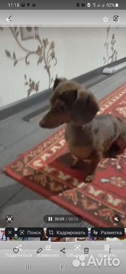 Вязка карликовая такса