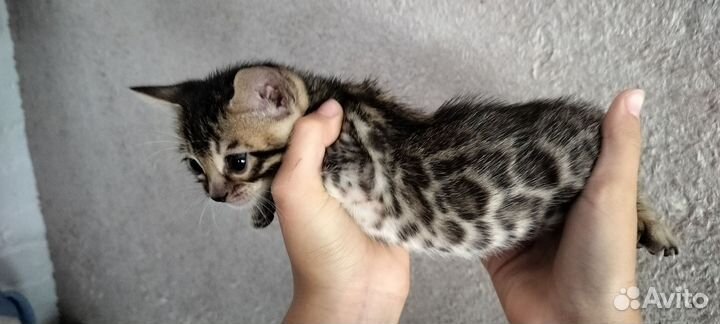 Бенгальская кошка