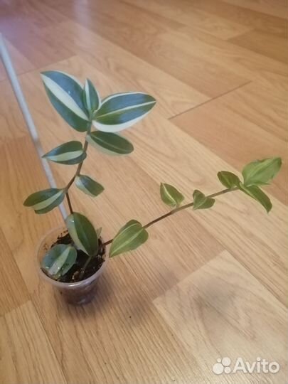 Зелёный холм. Укоренённое