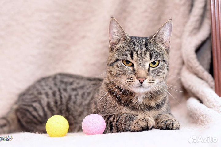 Кошечка мышелов в дар