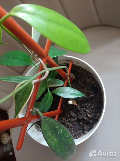 Хойя 3 finlaysonii, Macrophylla albomarginata