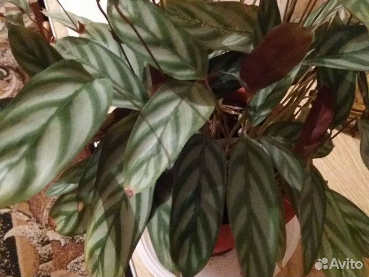 Комнатные растения