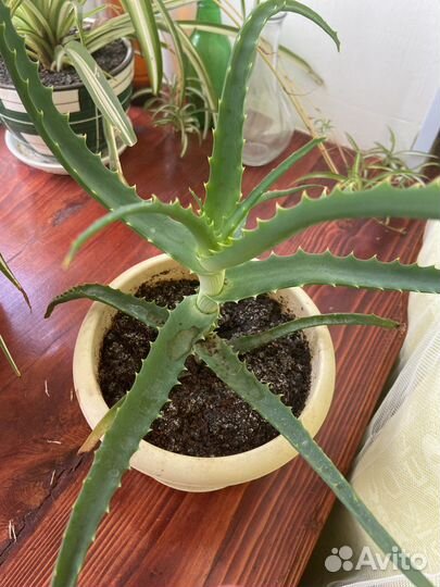 Цветок алоэ вера лечебный