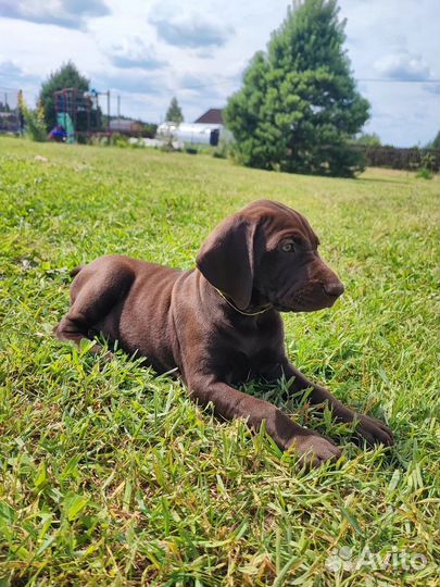 Щенки курцхаара