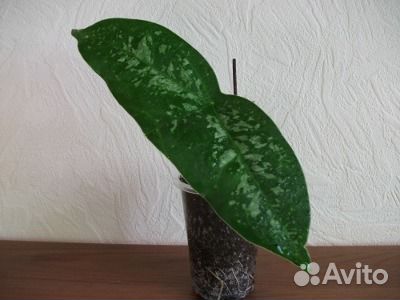 Пассифлора летучая мышь