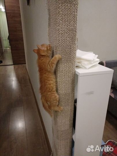 Рыжий котенок в добрые руки