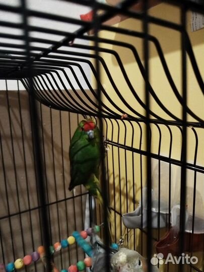 Попугай какарик мальчик