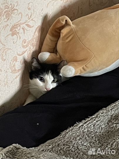 Кошка с разными глазами