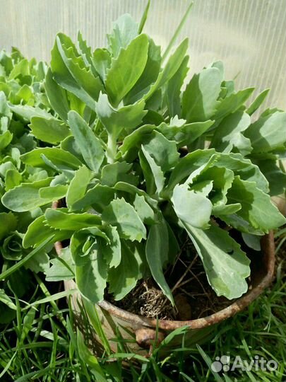 Очиток видный