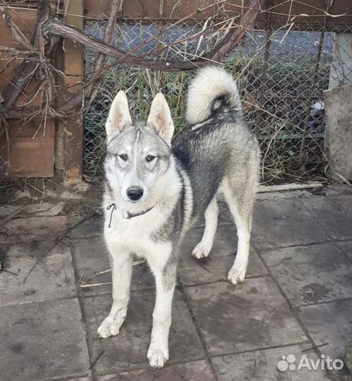 Щенки западно сибирской лайки