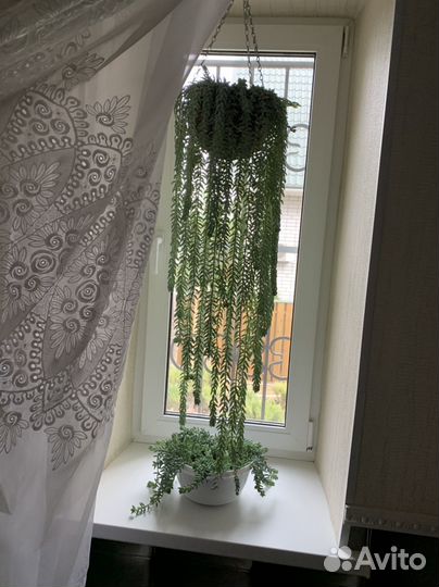 Очиток моргана