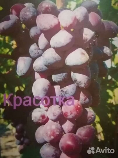 Саженцы винограда