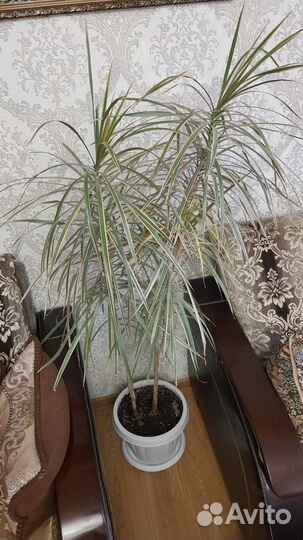 Пальма драцена