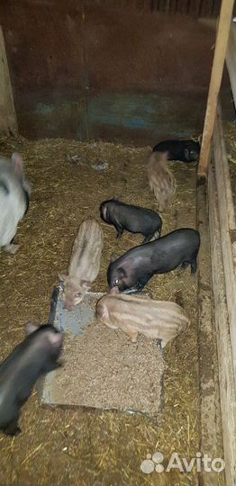 Вьетнамские поросята