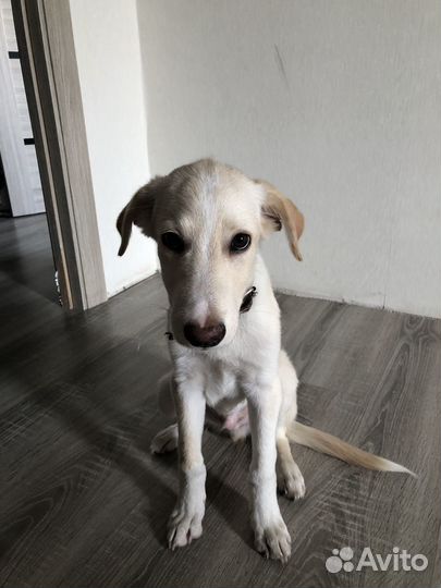 Лабрадор ретривер