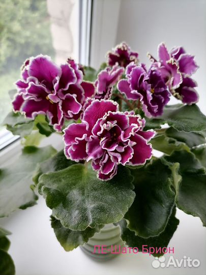 Фиалки сортовые