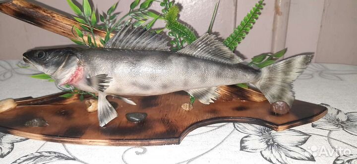 Чучела из щуки, берша, судака