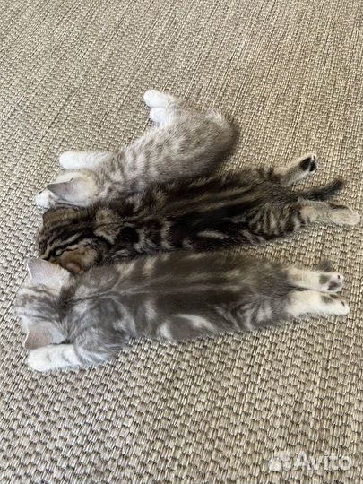 Серебристая шиншила