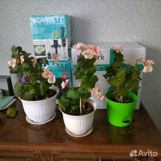 Живые цветы в горшках большие+доставка