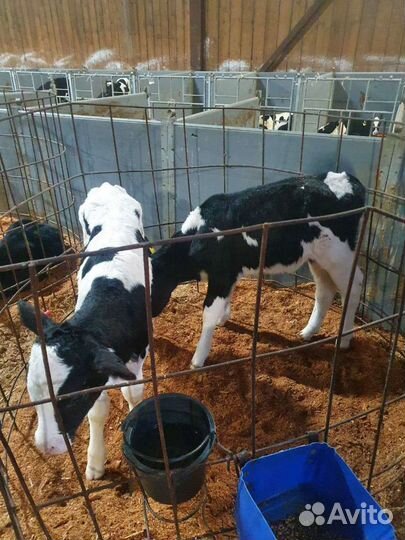 Бык и телка