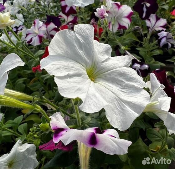 Петуния ампельная