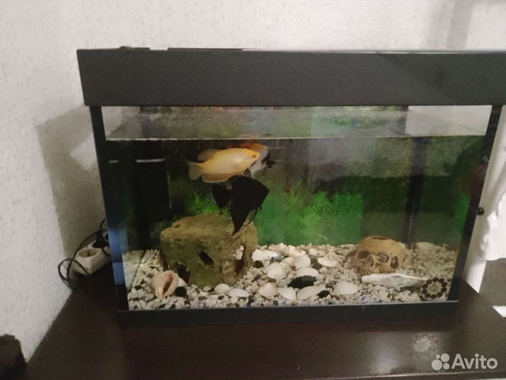 Аквариум