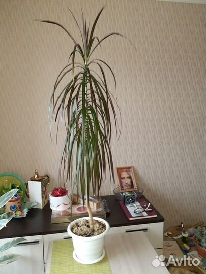 Пальма драцена