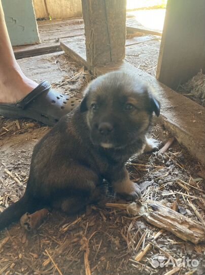 Щенки в добрые руки даром