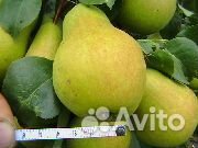 Саженцы 3-х сортовые Дерево-Сад