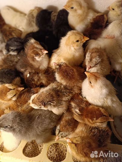 Цыплята