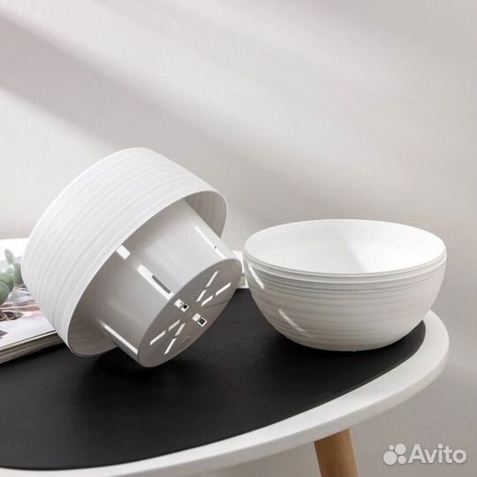 Эхеверия магия нежности суккуленты комнатные цветы