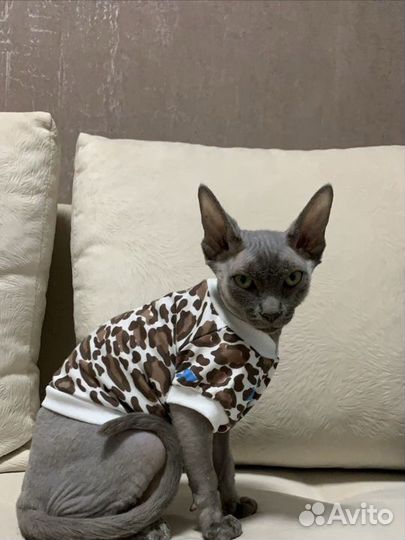 Одежда для животных