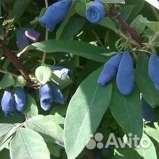 Саженцы жимолости