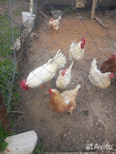 Домашние молодые петухи
