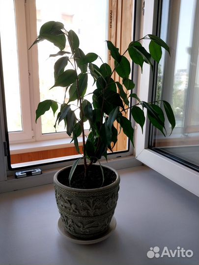 Фикус бенджамина